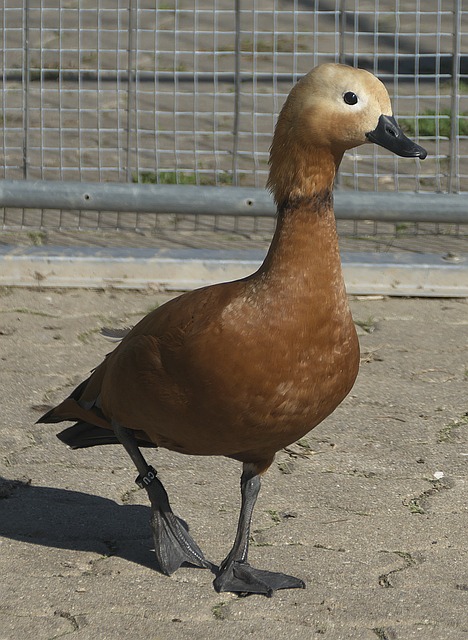 例和注释